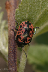 Calligrapha anabelae