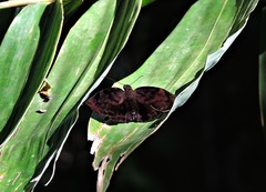 Achlyodes busirus