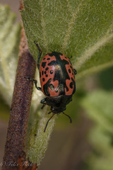 Calligrapha anabelae