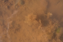 Hydrallmania falcata