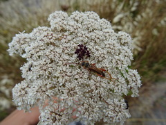 Stenopterus mauritanicus