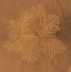 Hydrallmania falcata