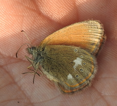 Coenonympha