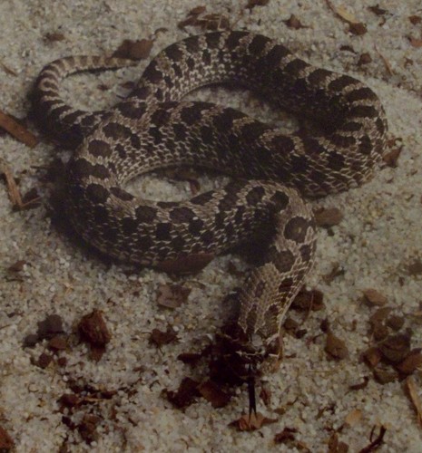 Plains Hognose Snake photographed in Illinois