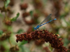 Argia carlcooki