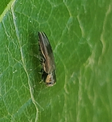 Agrilus derasofasciatus