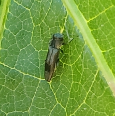 Agrilus derasofasciatus