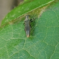 Agrilus derasofasciatus