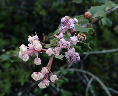 Ceanothus jepsonii