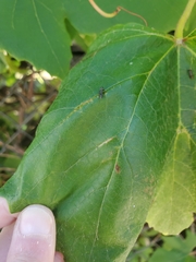 Agrilus derasofasciatus