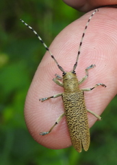 Saperda similis