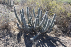 Lophocereus gatesii