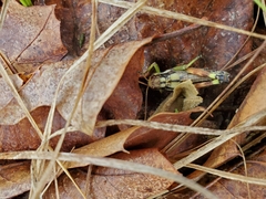 Dendrotettix quercus