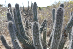 Lophocereus gatesii