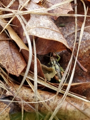 Dendrotettix quercus