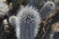 Lophocereus gatesii