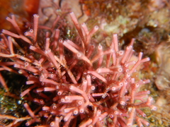 Tricleocarpa fragilis