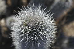 Lophocereus gatesii