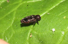 Brachys ovatus