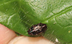 Brachys ovatus
