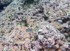 Ptereleotris monoptera