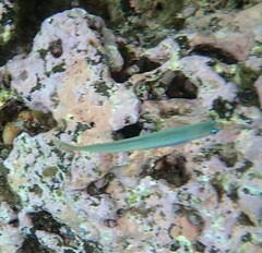 Ptereleotris monoptera