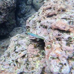 Ptereleotris monoptera