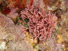 Tricleocarpa fragilis