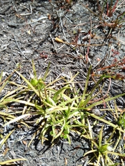 Stylidium subulatum