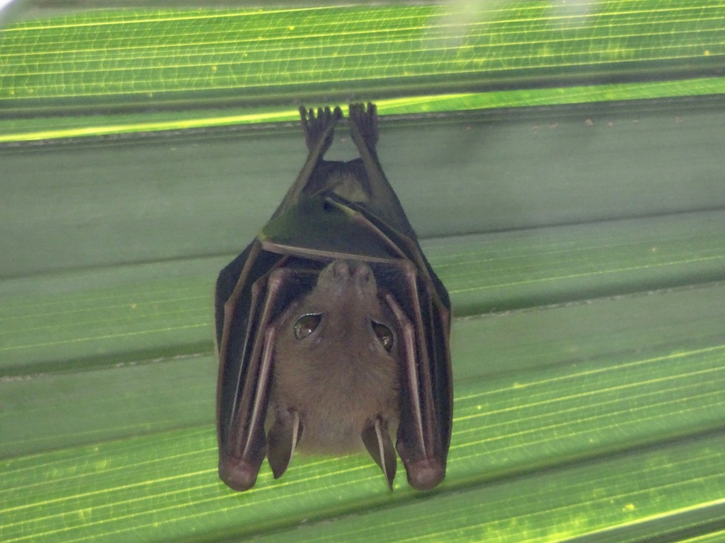 Lesser Short-nosed Fruit Bat (Cynopterus brachyotis)