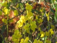Utricularia cornuta