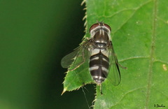 Leucozona laternaria