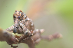 Orthorhinus