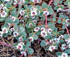 Euphorbia polycarpa polycarpa