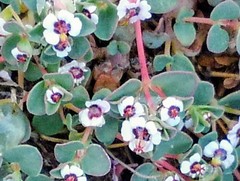 Euphorbia polycarpa polycarpa