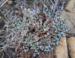 Euphorbia polycarpa polycarpa
