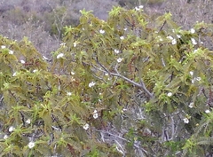Chamaebatia australis