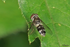 Leucozona laternaria