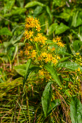 Solidago glomerata