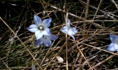 Wahlenbergia pygmaea