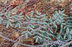 Pellaea mucronata mucronata