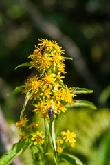 Solidago glomerata