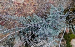 Pellaea mucronata mucronata