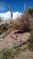 Verbena intermedia