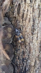 Litargus connexus