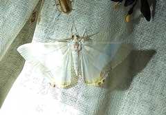 Opisthoxia miletia