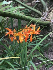 Crocosmia aurea