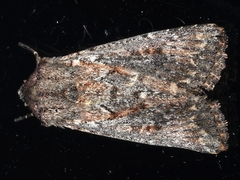 Dasygaster padockina