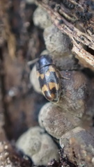 Litargus connexus
