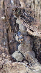 Litargus connexus